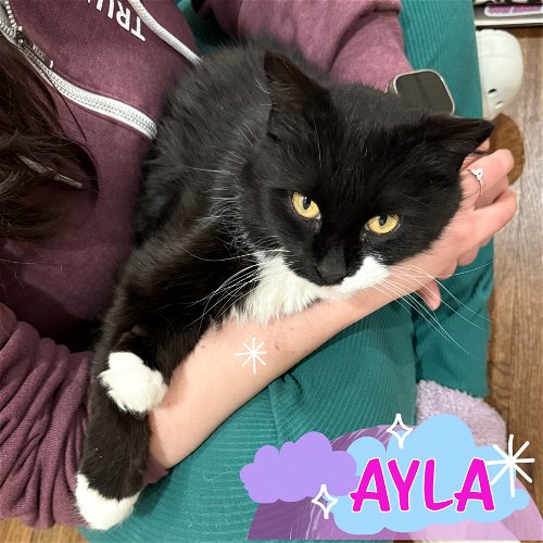 “Ayla” an affectionate fluffy Tux!