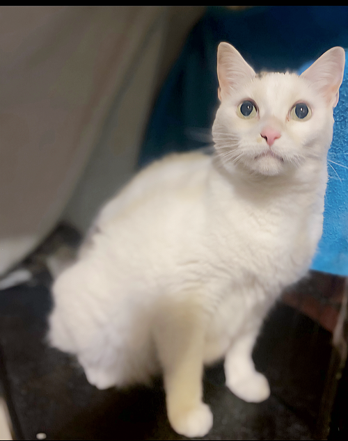 Photo 2 of Polly- I need a foster!