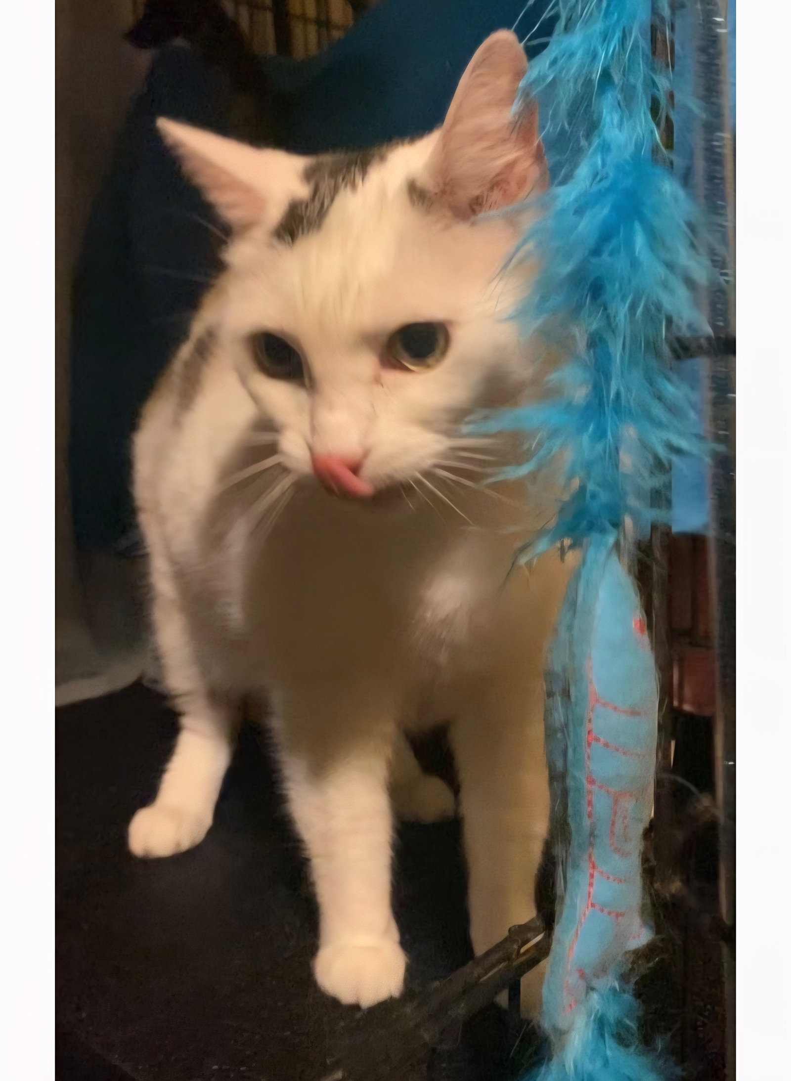 Polly- I need a foster!, photo 5