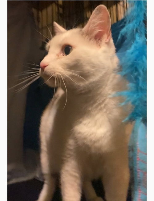 Photo 3 of Polly- I need a foster!