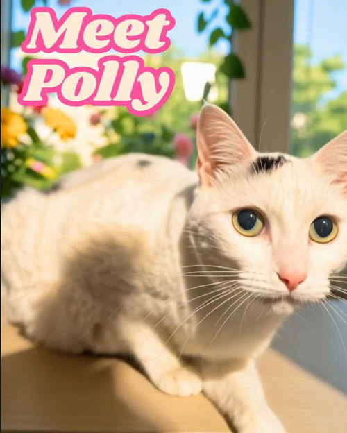 Polly- I need a foster!, a cat for adoption from New York City Cat Coalition