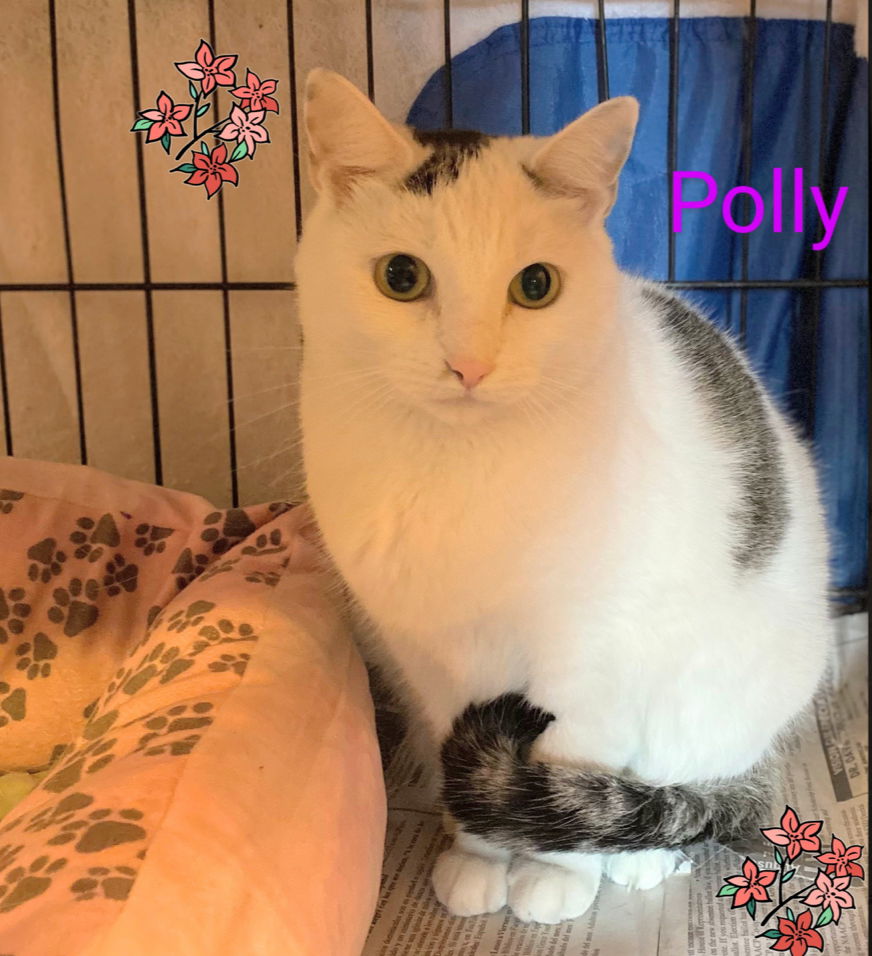 adoptable Cat in Bronx, NY named Polly- I need a foster!