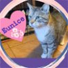adoptable Cat in bronx, NY named Eunice