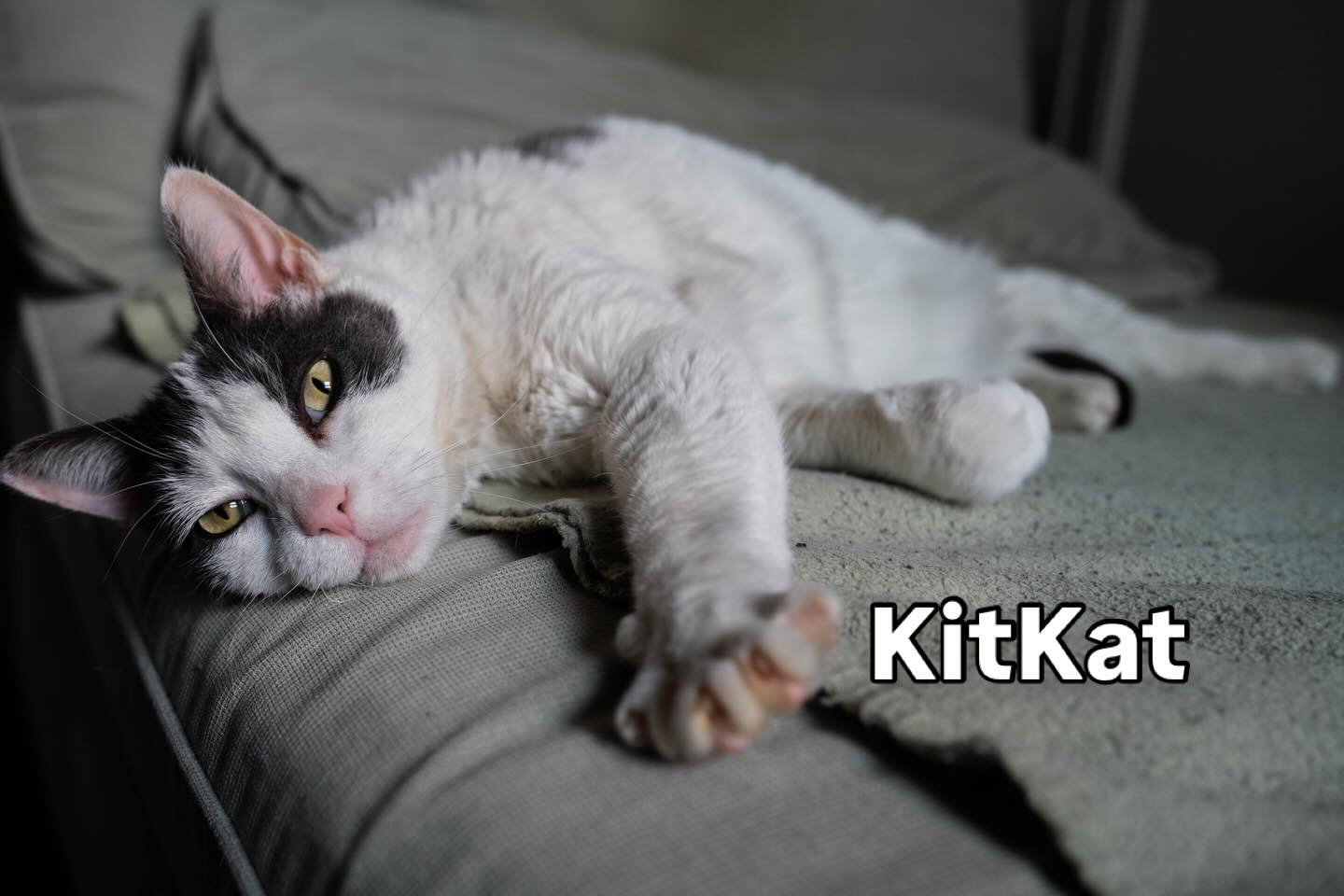 KitKat