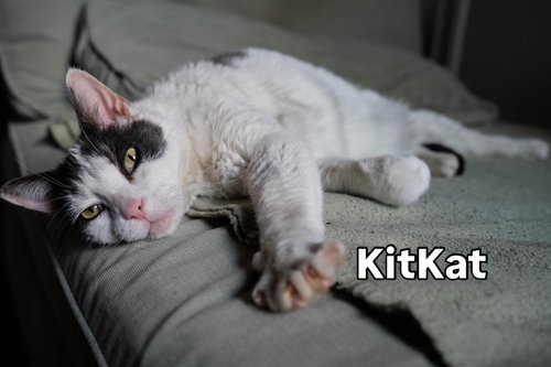 KitKat, an adoptable Domestic Short Hair in Bronx, NY