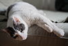 KitKat - Photo 3