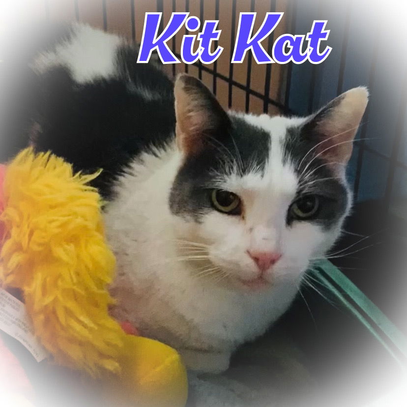 adoptable Cat in Bronx, NY named KitKat