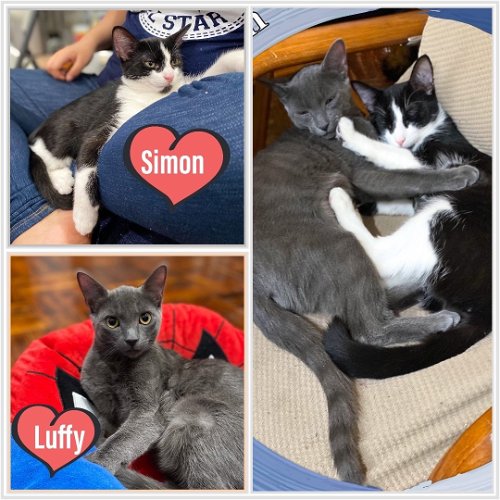 Luffy and Simon- bonded snuggly brothers