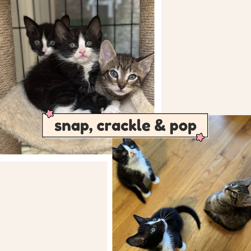 adoptable Cat in Bronx, NY named The Snap, Crackle , and Pop boys!