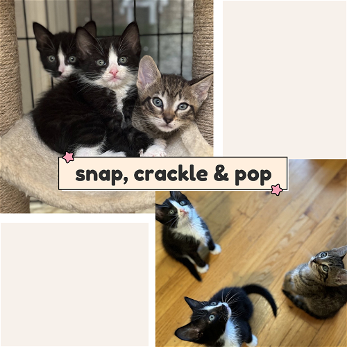 The Snap, Crackle , and Pop boys!