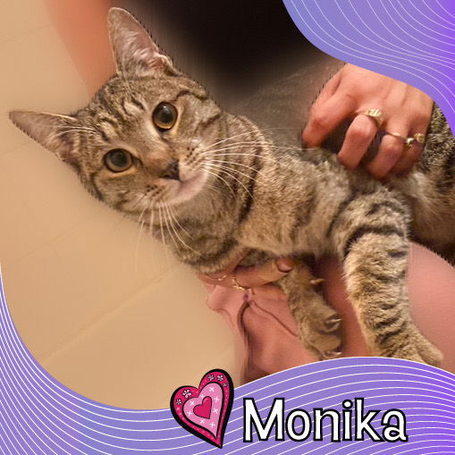 adoptable Cat in Bronx, NY named Monika- a purring sweetheart