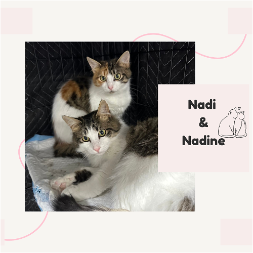 Nadia and Nadi- bonded brother and sister
