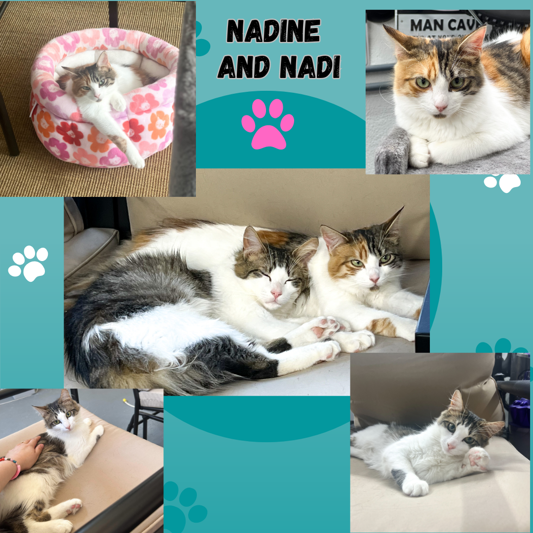 adoptable Cat in Bronx, NY named Nadine and Nadi- bonded brother and sister