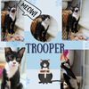 adoptable Cat in Bronx, NY named “Trooper “of the Paw Patrol Litter!