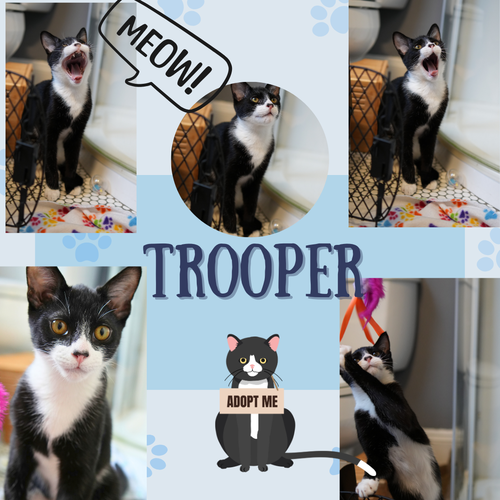 “Trooper “of the Paw Patrol Litter!