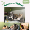 Banjo and Mikaell: A cuddly duo! URGENT !