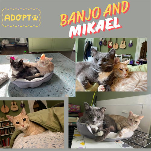 Banjo and Mikaell: A cuddly duo! URGENT !