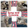 Snap and Crackle! Dog friendly ,outgoing boys