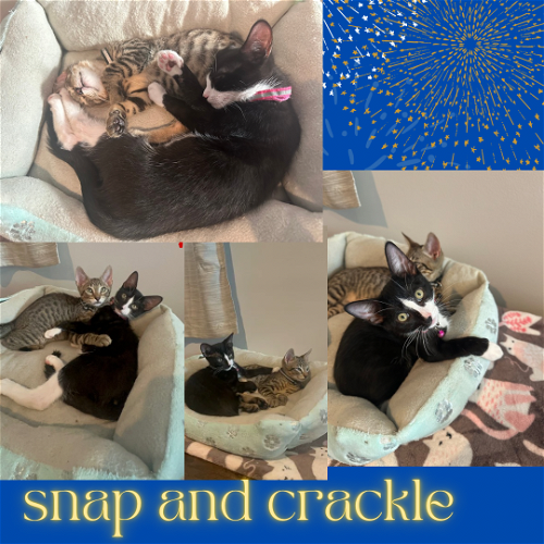 Snap and Crackle! Dog friendly ,outgoing boys