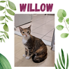 Willow