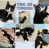 Tobias, Thumbelina, Wednesday and Mittens