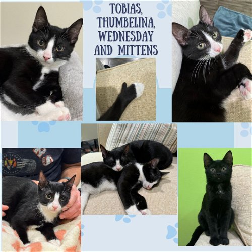 Tobias, Thumbelina, Wednesday and Mittens