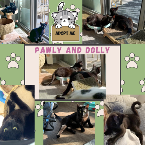 Pawly and Dolly a bonded duo!