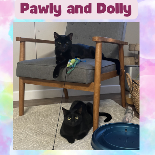 Pawly and Dolly a bonded duo!