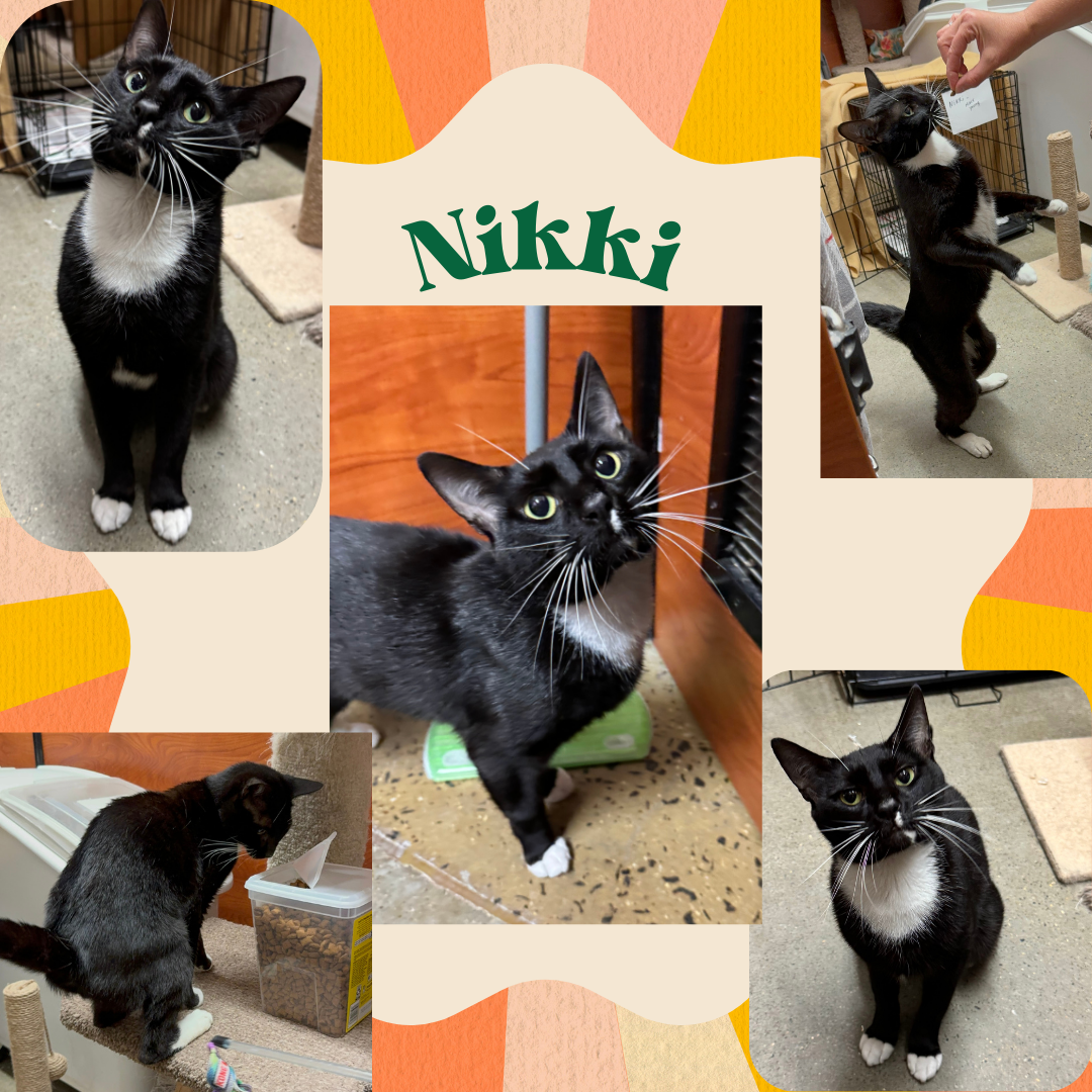 adoptable Cat in Bronx, NY named Nikki- an affectionate young people cat!