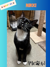 Nikki- an affectionate young people cat!