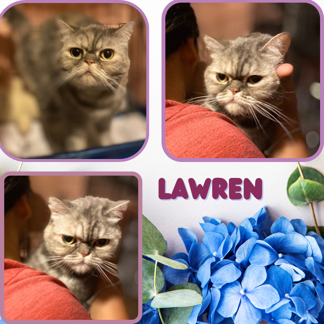 adoptable Cat in Bronx, NY named Lawren - a sweet, gentle girl