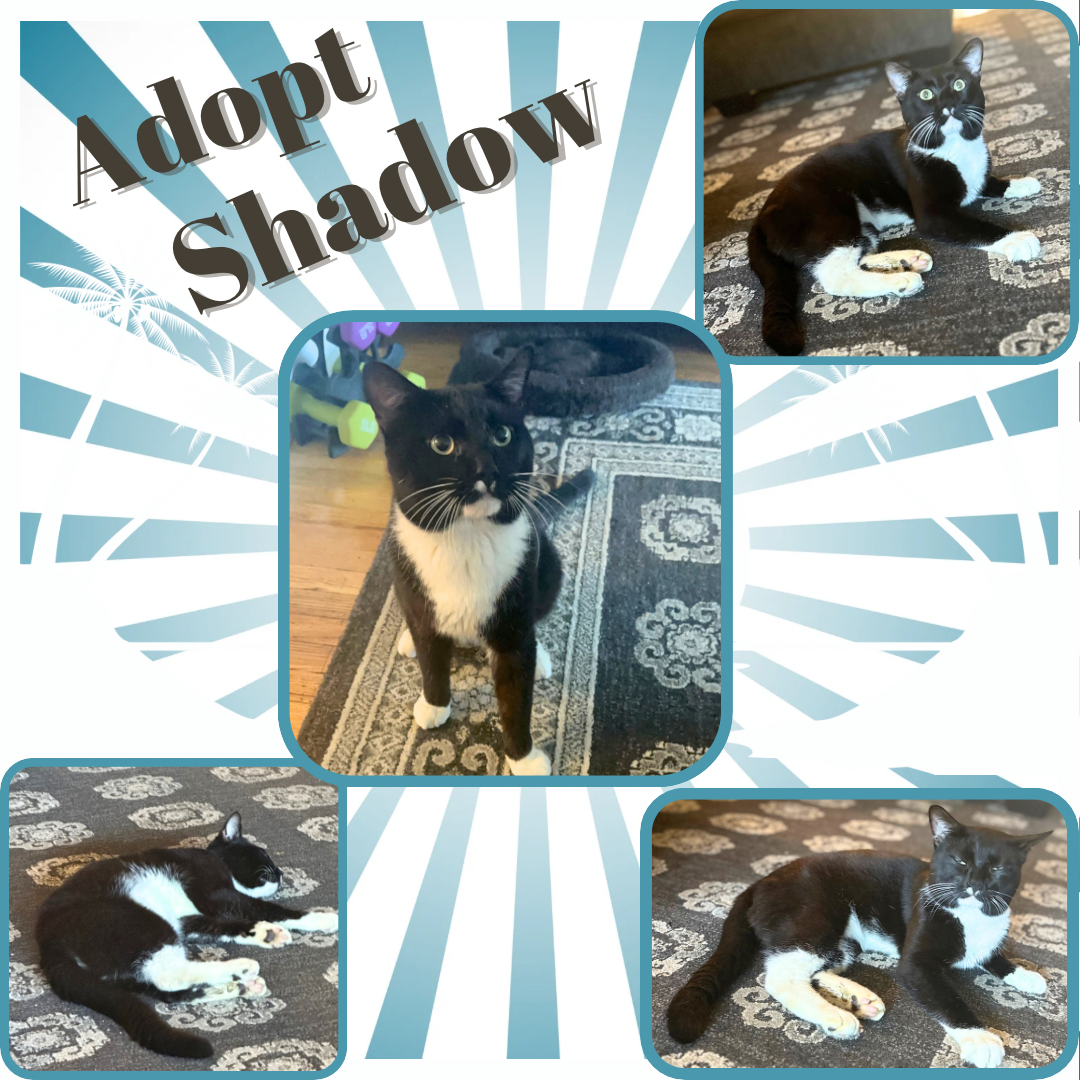 adoptable Cat in Bronx, NY named Shadow - a sweet chatty boy!