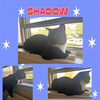 Shadow - a sweet chatty boy!