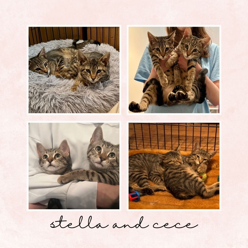 adoptable Cat in Bronx, NY named Stella and Cece