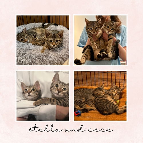 Stella and Cece