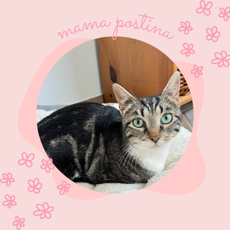 adoptable Cat in Bronx, NY named Mama Postina