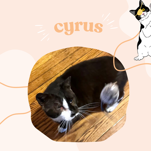 Cyrus - one eyed tuxedo