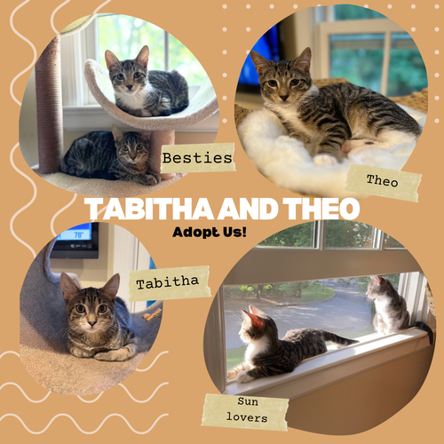 Tabitha and Theo - bonded kittens