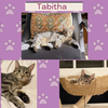 Tabitha and Theo - bonded kittens