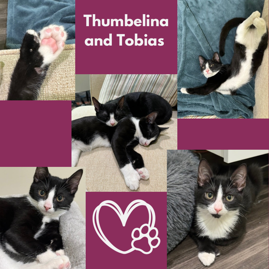 adoptable Cat in Bronx, NY named Thumbelina and Tobias - Polydactyl duo!