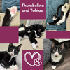 adoptable Cat in  named Thumbelina and Tobias - Polydactyl duo!