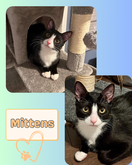 Mittens! A sweet loving male kitten!