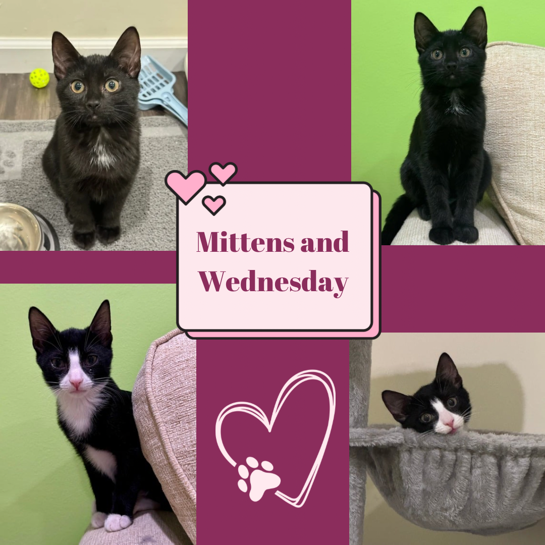 adoptable Cat in Bronx, NY named Wednesday and Mittens- Brother and sister duo