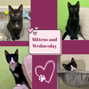 adoptable Cat in , NY named Wednesday and Mittens- Brother and sister duo