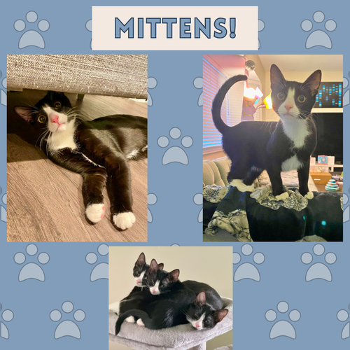 Mittens! A sweet loving male kitten!