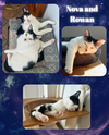 adoptable Cat in Bronx, NY named Nova and Rowan- dog friendly!