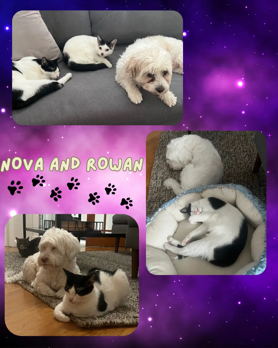 Nova And Rowan- Dog Friendly image 2
