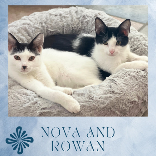 Nova and Rowan- dog friendly!