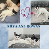 Nova and Rowan- dog friendly!