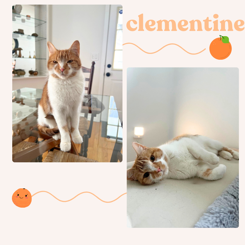 picture of the cat needing adoption